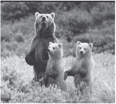 Медведи Терского берега. Типичная картина весной на Поморье